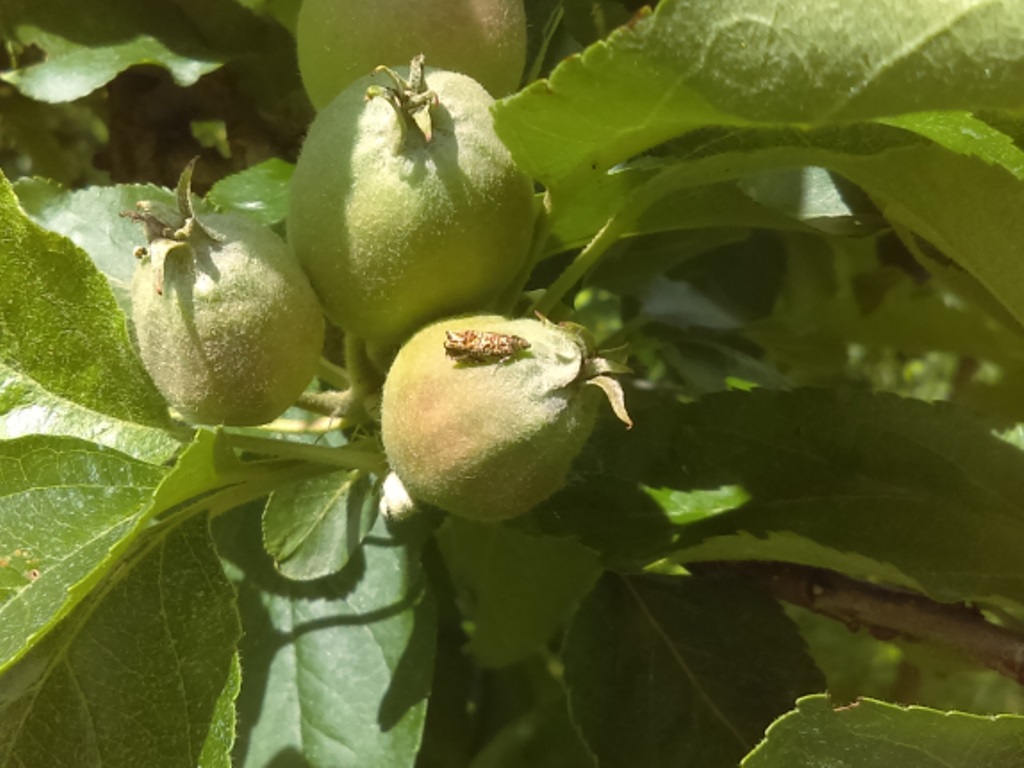 kleiner_Fruchtwickler, kleinIMAG1591.jpg